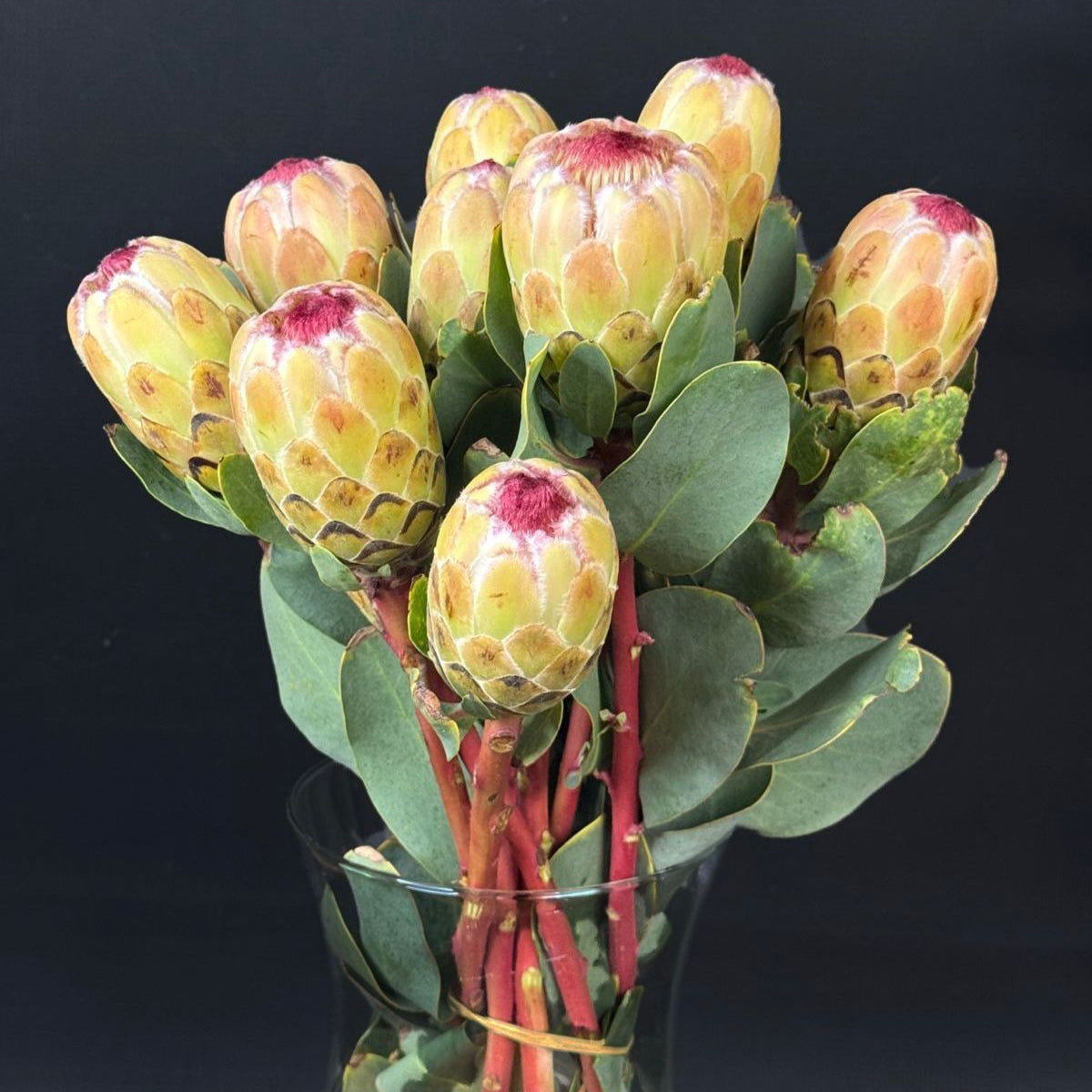 Proteas