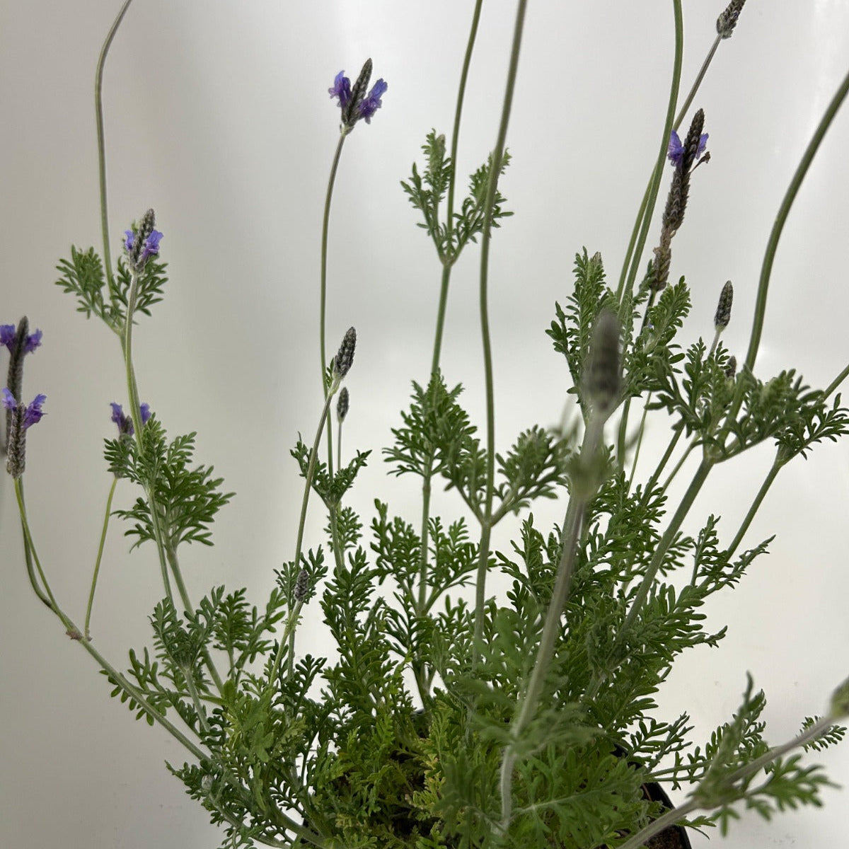 Plants 15cm & 17cm Pot Size