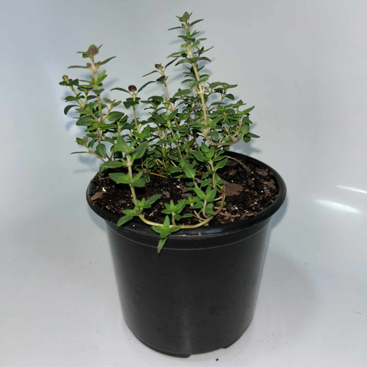 Plants 12cm Pot Size
