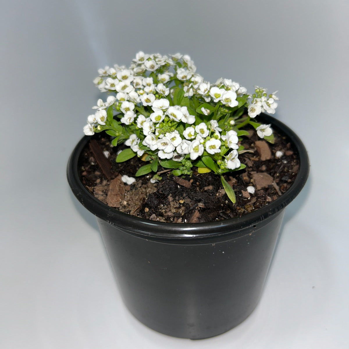Plants 12cm Pot Size