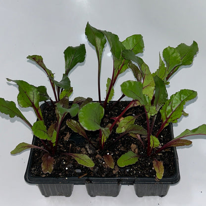Seedlings 6 pack