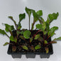 Seedlings 6 pack