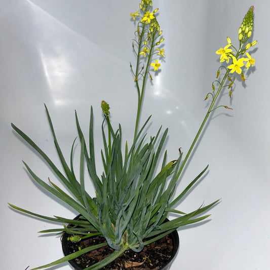 Plants 15cm & 17cm Pot Size