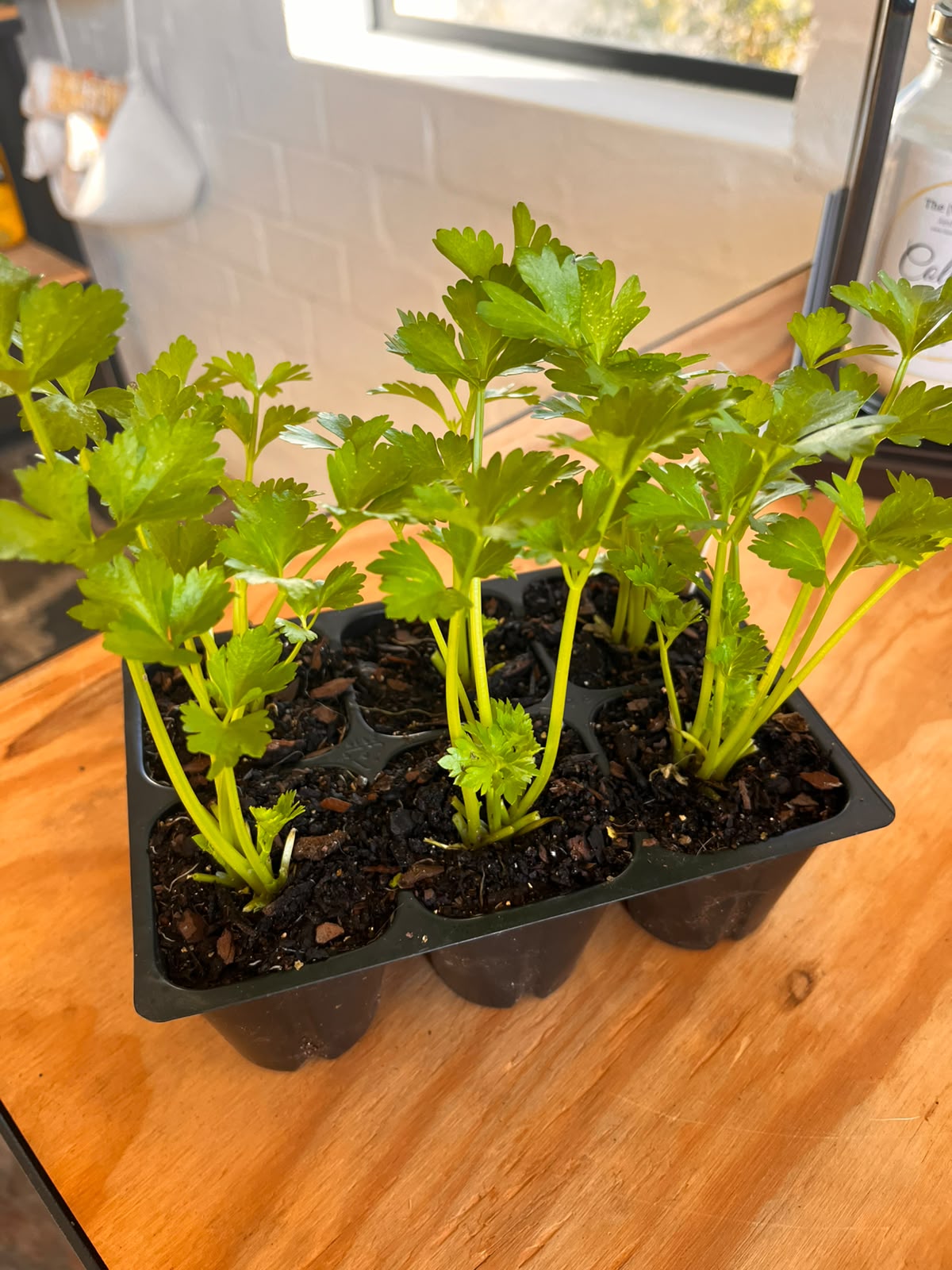 Seedlings 6 pack