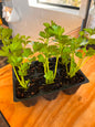 Seedlings 6 pack