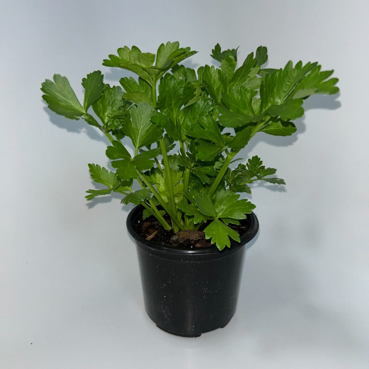 Plants 12cm Pot Size
