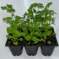 Seedlings 6 pack