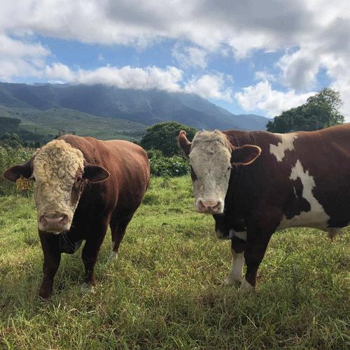 Rump | Free-Range | Mysthill