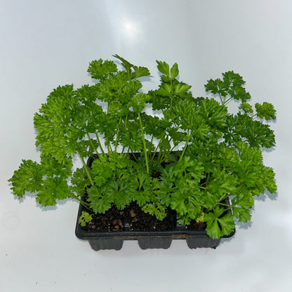 Seedlings 6 pack