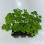 Seedlings 6 pack