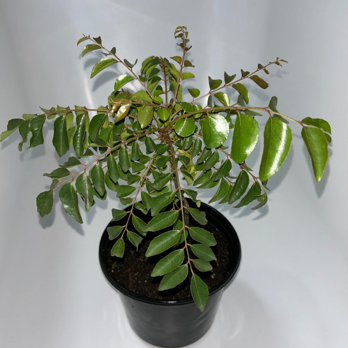 Plants 15cm & 17cm Pot Size
