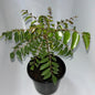 Plants 15cm & 17cm Pot Size