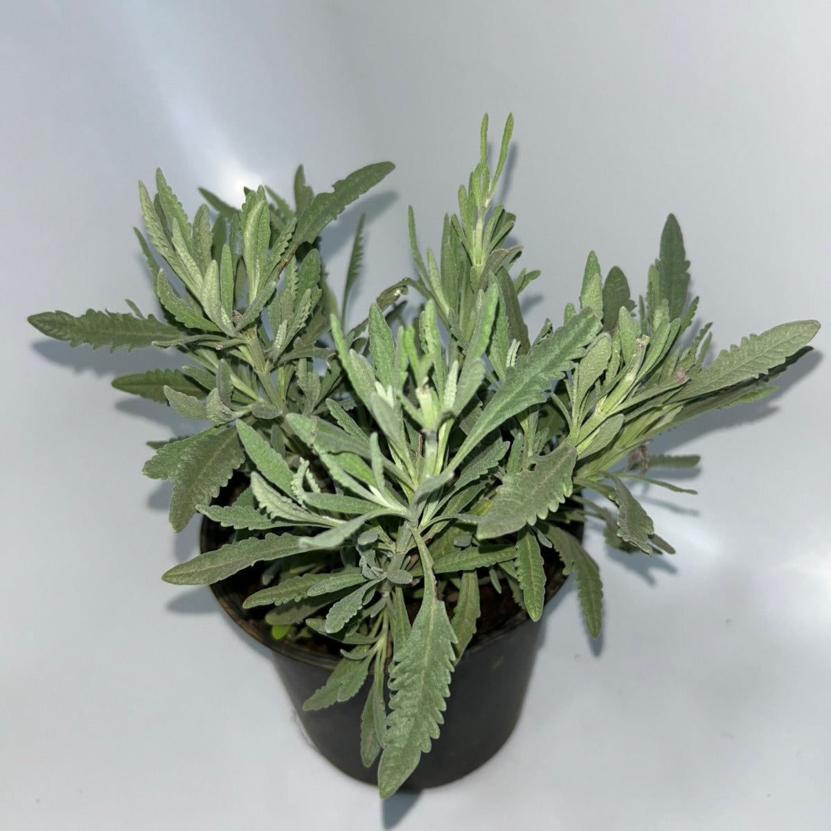 Plants 15cm & 17cm Pot Size