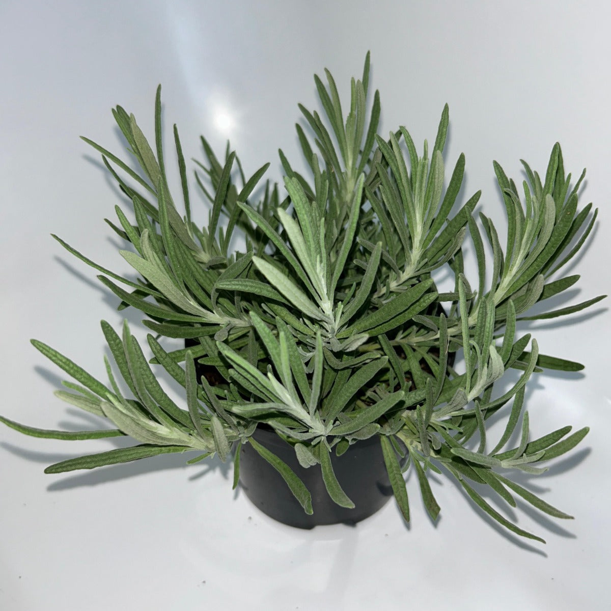 Plants 15cm & 17cm Pot Size
