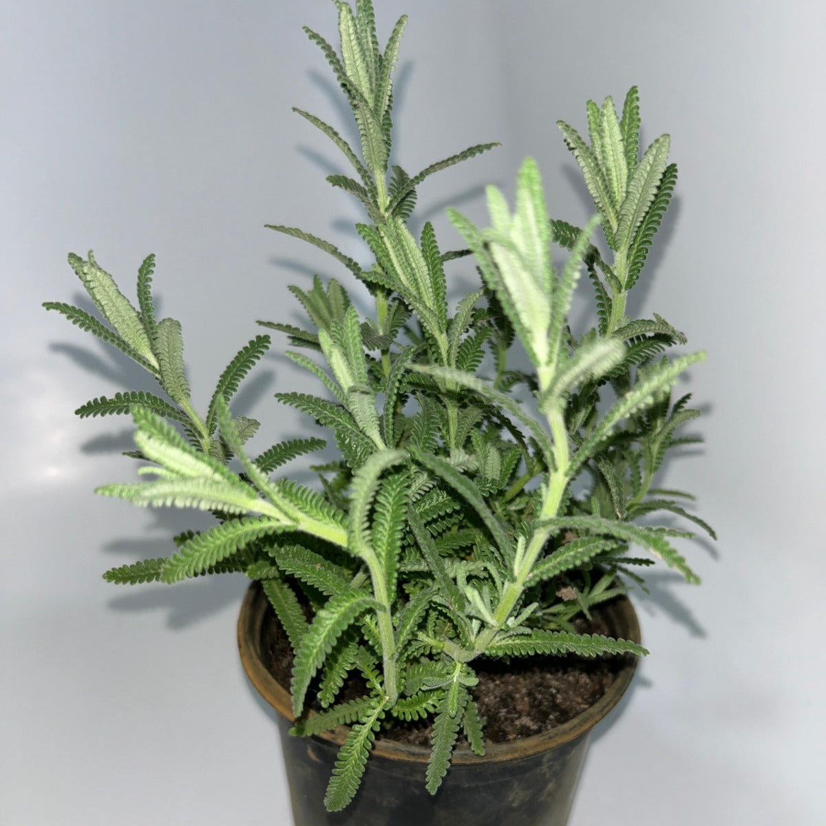 Plants 15cm & 17cm Pot Size