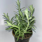 Plants 15cm & 17cm Pot Size