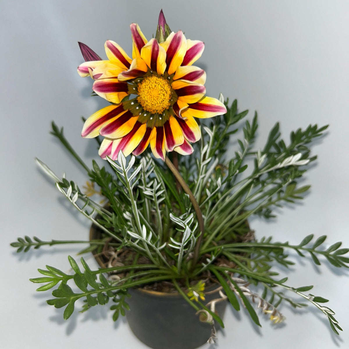 Plants 15cm & 17cm Pot Size