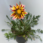 Plants 15cm & 17cm Pot Size