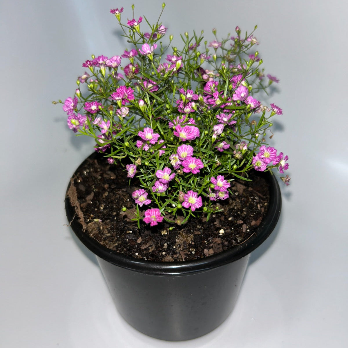 Plants 12cm Pot Size