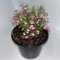 Plants 12cm Pot Size