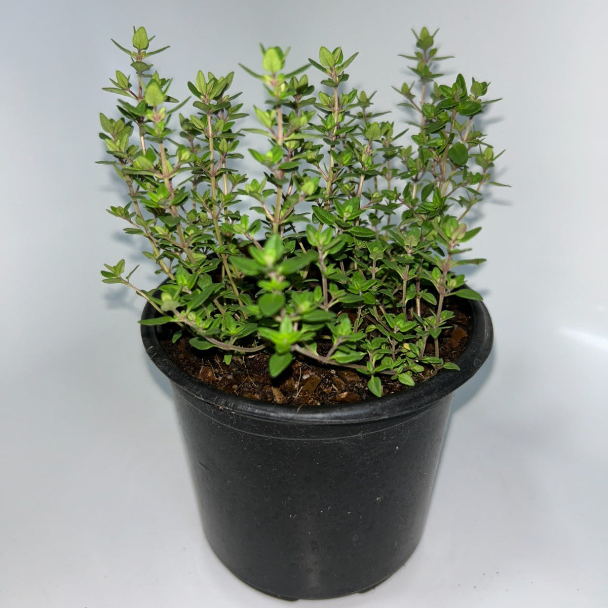 Plants 12cm Pot Size