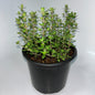 Plants 12cm Pot Size