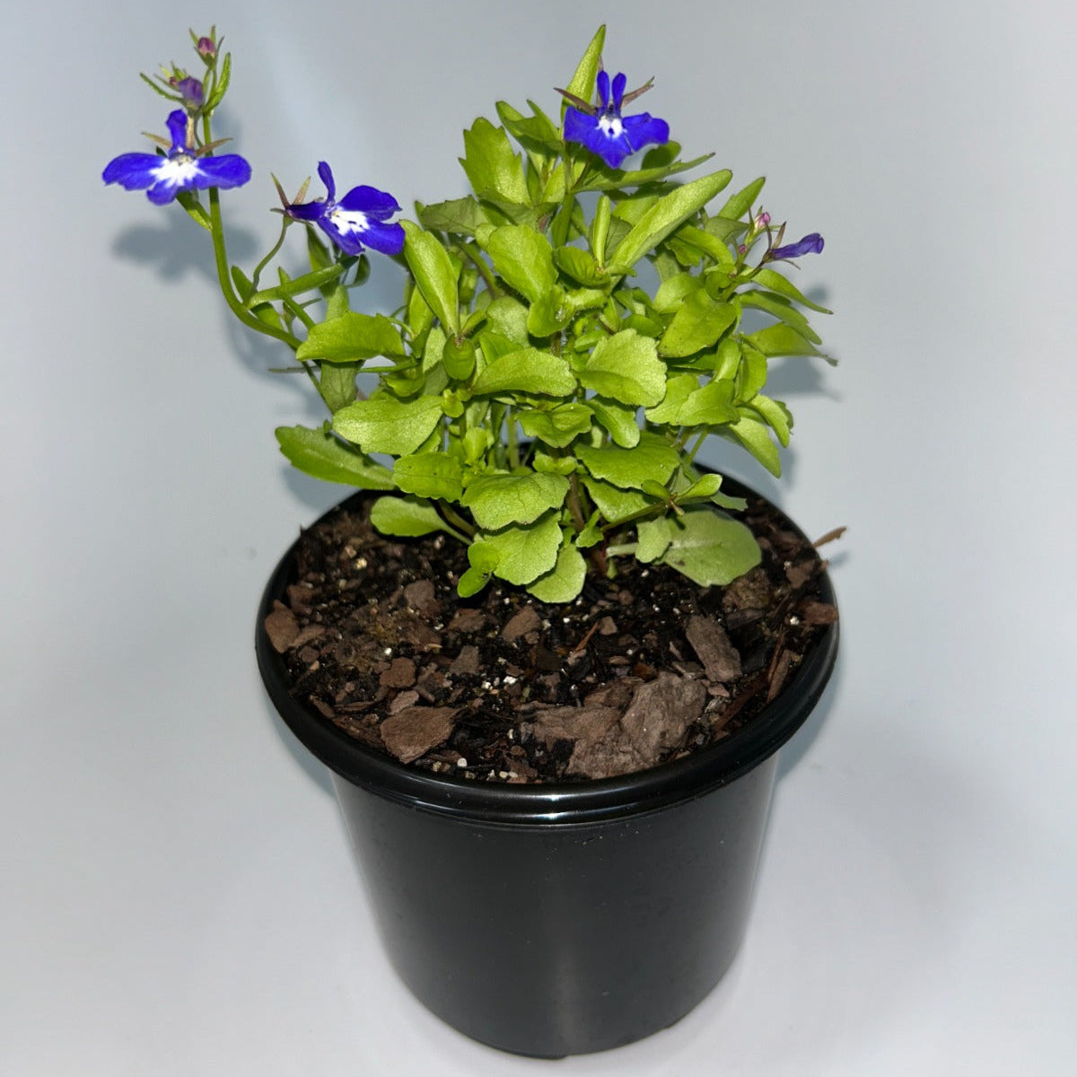 Plants 12cm Pot Size