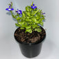Plants 12cm Pot Size