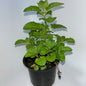 Plants 12cm Pot Size
