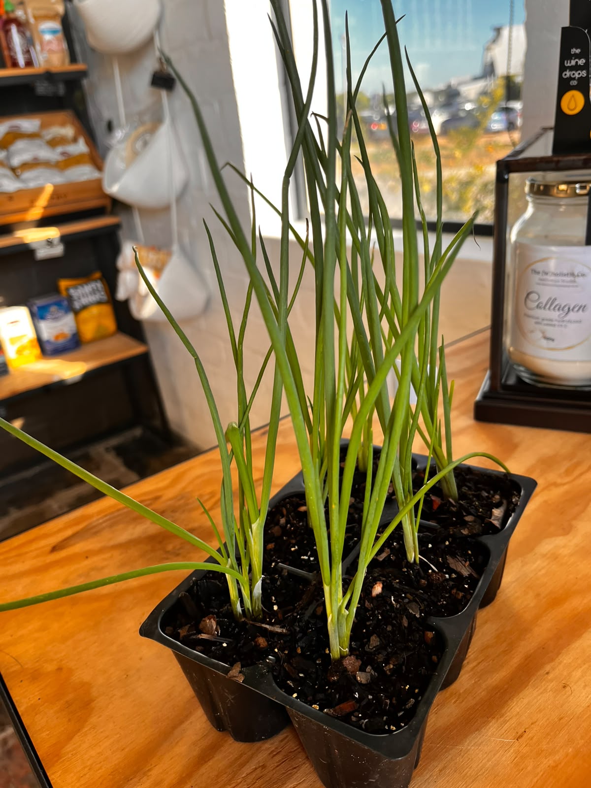 Seedlings 6 pack