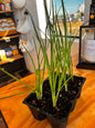 Seedlings 6 pack