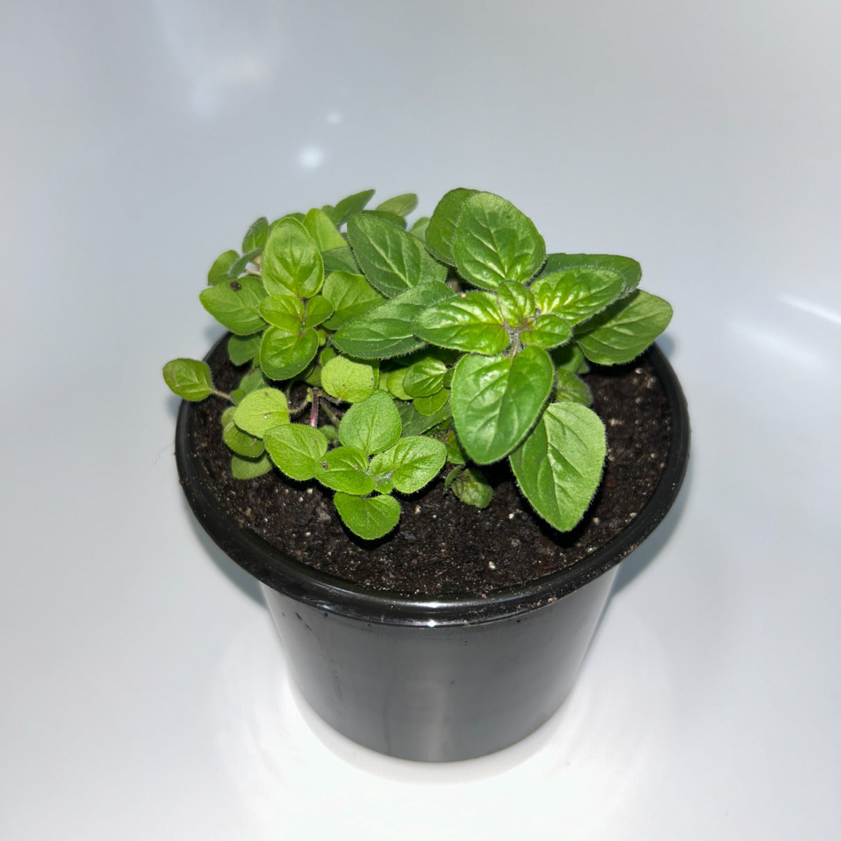 Plants 12cm Pot Size