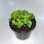 Plants 12cm Pot Size