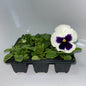 Seedlings 6 pack