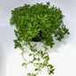 Plants 12cm Pot Size