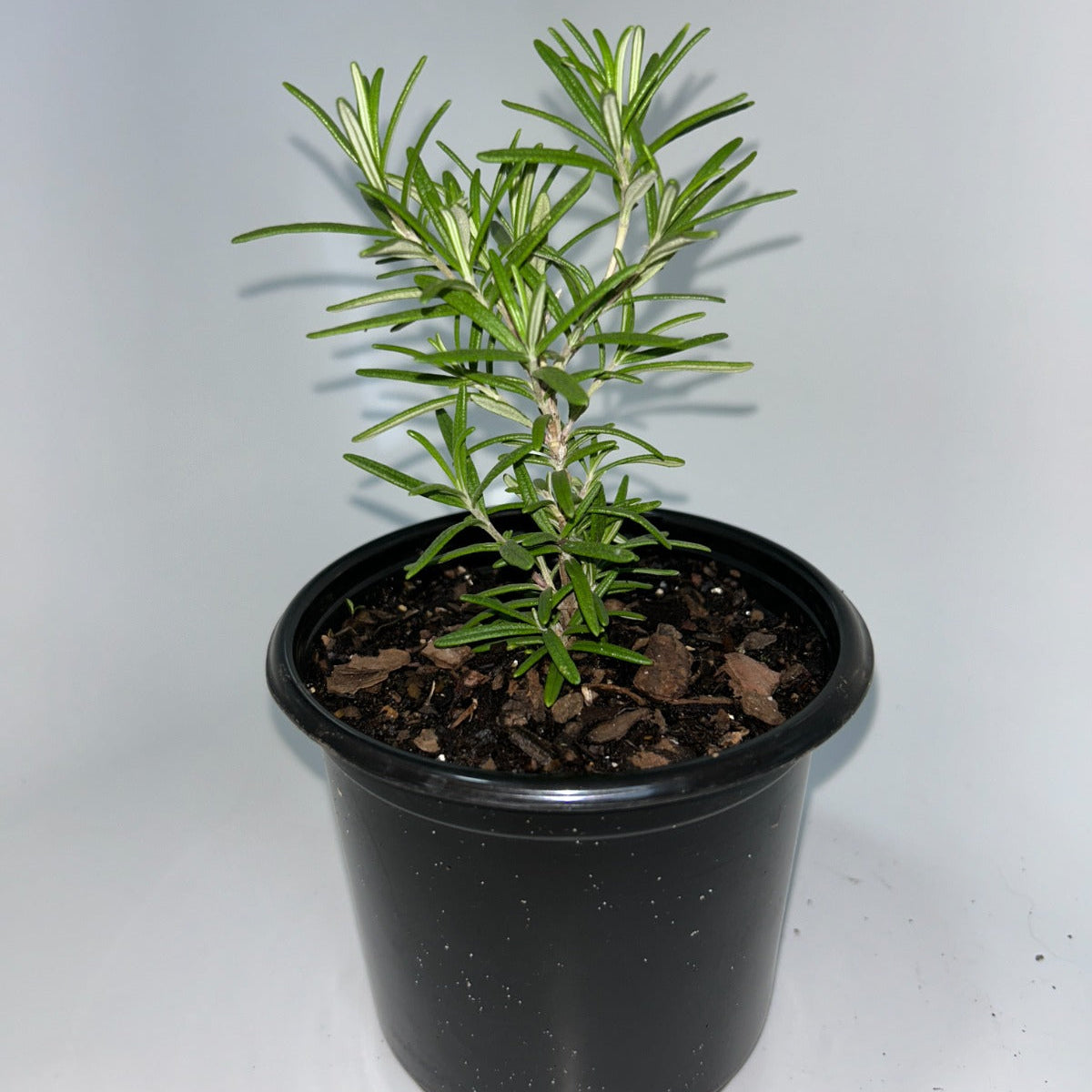 Plants 12cm Pot Size