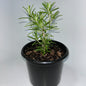 Plants 12cm Pot Size