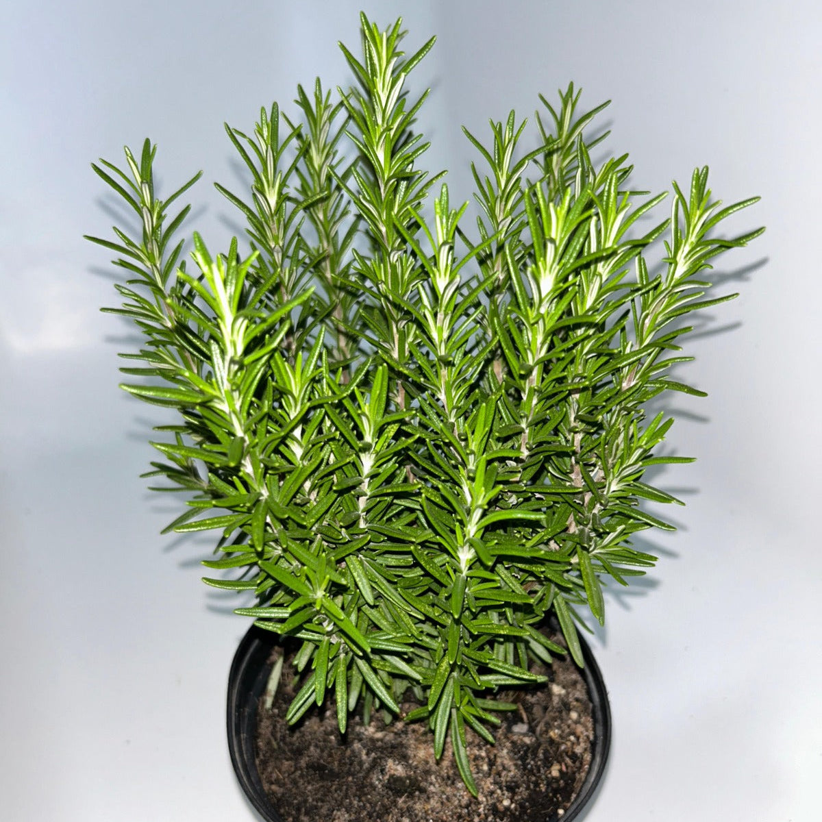 Plants 15cm & 17cm Pot Size