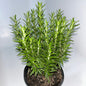 Plants 15cm & 17cm Pot Size