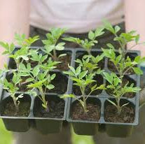 Seedlings 6 pack