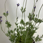 Plants 15cm & 17cm Pot Size