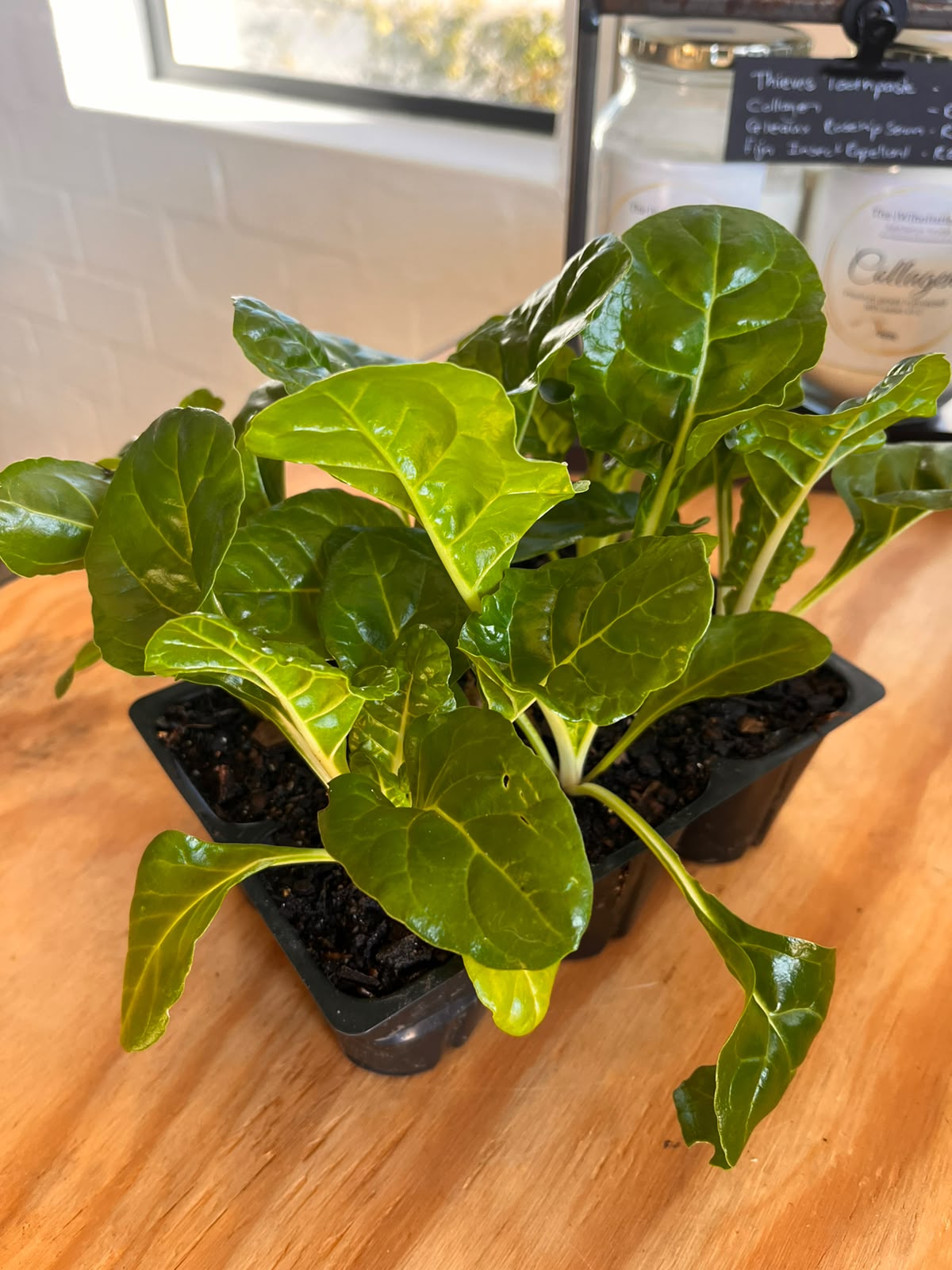 Seedlings 6 pack