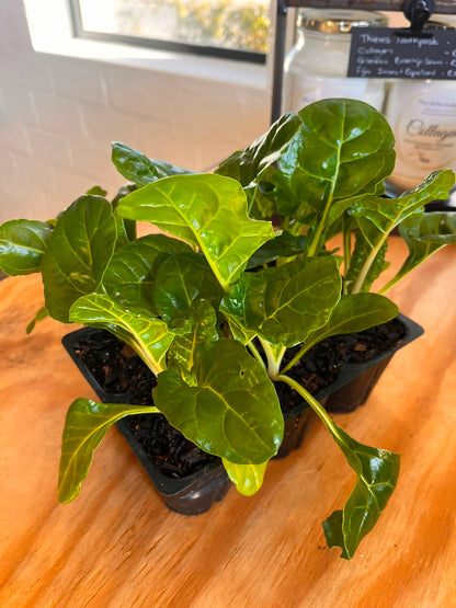 Seedlings 6 pack