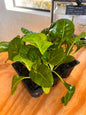 Seedlings 6 pack