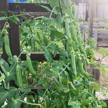 *Organic Salad