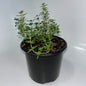 Plants 12cm Pot Size