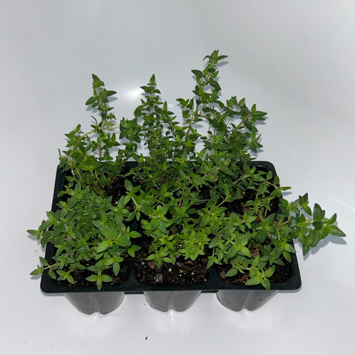 Seedlings 6 pack