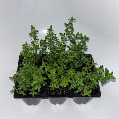 Seedlings 6 pack