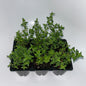 Seedlings 6 pack