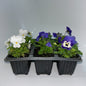 Seedlings 6 pack